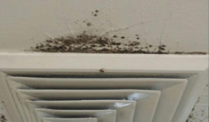 Suspected growth on ceiling surrounding air return